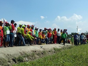 Merpati ini Dijual Rp 250 Juta, Mengapa Bisa Begitu Mahal?