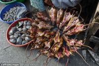 Diyakini Bikin Awet Muda, Wanita Vietnam Konsumsi Daging Tikus!
