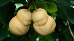 Ayo Tebak! Buah-buahan Ini Mirip Apa Ya?