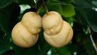 Sayang nggak sih kalau memakan buah ini. Masa pirnya berbentuk Buddha. Foto: Istimewa