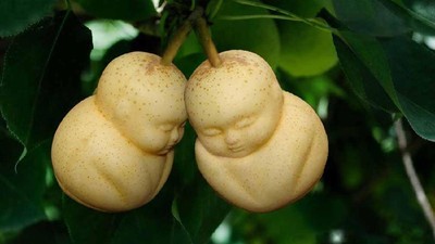 Ayo Tebak! Buah-buahan Ini Mirip Apa Ya?