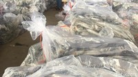 Ikan yang siap disebar ke wilayah Jawa Tengah, Jawa Timur hingga sebagian Jawa Barat.