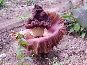 Bunga Bangkai Mudah Ditemukan Tumbuh di Desa Ini