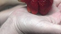 Bener nggak sih, strawberry ini mirip dengan beruang? Foto: Istimewa