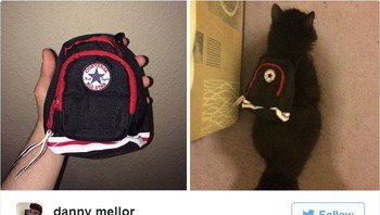 Niat mau beliin buat keponakan, tapi tasnya lebih muat buat si kucing. (Foto: Boredpanda)