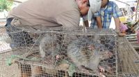 Diyakini Bikin Awet Muda, Wanita Vietnam Konsumsi Daging Tikus!