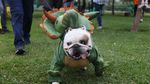 Menggemaskan, Saat Anjing-anjing Berkostum Halloween