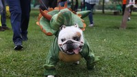 Ada pula anjing yang memakai kostum dinosaurus (Foto: REUTERS/Guadalupe Pardo)