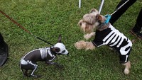 Ada anjing yang memakai kostum tengkorak. Seram tapi menggemaskan (Foto: REUTERS/Guadalupe Pardo)