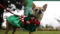 Tak cuma di Meksiko, ada juga parade halloween untuk anjing di Lima, Peru (Foto: REUTERS/Guadalupe Pardo)