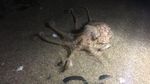 Foto: Penampakan Gurita yang Muncul Misterius di Pesisir Pantai
