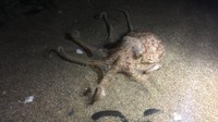 Kejadian ini disaksikan oleh pengelola tur lumba-lumba di Teluk Cardigan, Brett Stones yang hampir seumur hidup tinggal di pesisir pantai. Dia melihat sekitar 25 gurita merangkak di Pantai New Quay.