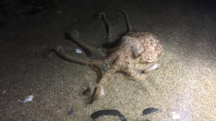 Siapa sangka akan ada masanya peneliti melihat bagaimana gurita sedang high. (Foto Ilustrasi: BBC/Seamor)