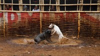 Salah seorang peserta sekaligus peternak anjing mengatakan bahwa babi hutan yang kalah, akan di sembelih dan dijual dagingnya. Namun jika babi hutan hanya terluka, babi hutan akan dibiarkan sembuh dan ditarungkan kembali. (Beawiharta/Reuters)