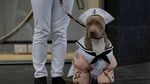 Menggemaskan, Saat Anjing-anjing Berkostum Halloween