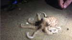 Foto: Penampakan Gurita yang Muncul Misterius di Pesisir Pantai