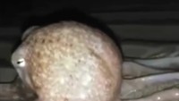 Stones membantu mengembalikan gurita-gurita itu ke laut. Hanya saja, ada sejumlah gurita yang kembali ditemukan terdampar di pantai keesokan harinya.
