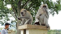 Lucunya lagi, traveler juga bisa mendapati sejumlah monyet liar yang tengah asyik bermain di taman ini. Rasanya seperti di Monkey Forest Ubud (Randy/detikTravel)