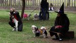 Menggemaskan, Saat Anjing-anjing Berkostum Halloween