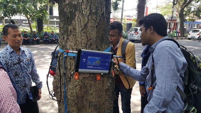 Sebuah Pohon Sehat Atau Sakit? Alat ini Bisa Mengetahuinya