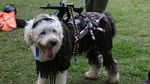 Menggemaskan, Saat Anjing-anjing Berkostum Halloween