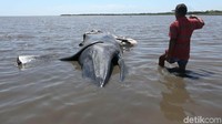 Nelayan Probolinggo menemukan bangkai Paus terdampar di perairan Tongas. Kini, bangka ikan sepanjang 5 meter itu jadi tontonan warga. Bangkai Paus ini pertama kali ditemukan oleh Muji, nelayan Tongas Wetan. Awalnya kata Muji ikan tersebut terdampar di Hutan Mangrove dan terjepit.Foto: M Rofiq