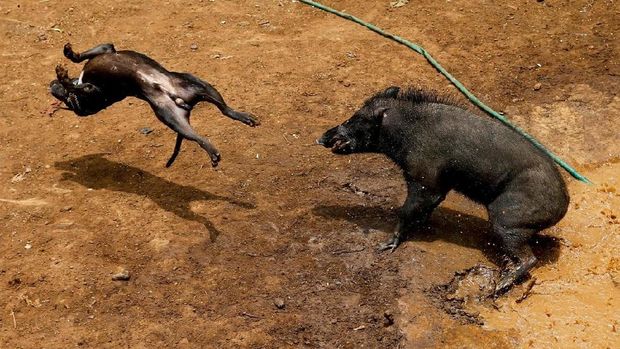 Anjing dan babi hutan akan dibiarkan bertarung sampai terluka