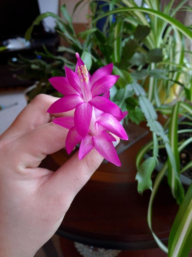 Saat sang istri kurang tertarik pada urusan pertamanan, suami turun tangan merawat tanaman anggrek peninggalan ibu mertuanya. Dan tanaman anggrek ini berbunga untuk pertamakalinya setelah setahun dirawat. Foto: Dok. Bored Panda