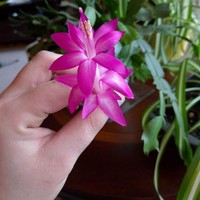 Saat sang istri kurang tertarik pada urusan pertamanan, suami turun tangan merawat tanaman anggrek peninggalan ibu mertuanya. Dan tanaman anggrek ini berbunga untuk pertamakalinya setelah setahun dirawat. Foto: Dok. Bored Panda