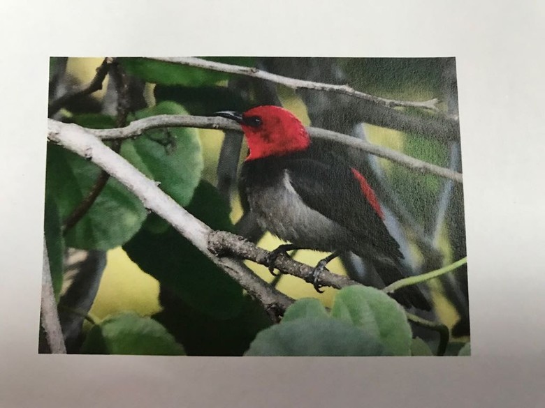 Burung Pengisap Madu yang Dinamai Iriana Jadi Ikon Satwa Nasional 2019 Burung Pengisap Madu yang Dinamai Iriana Jadi Ikon Satwa Nasional 2019