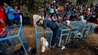 Peserta mengatakan kepada Reuters bahwa pertarungan tersebut adalah cara untuk melestarikan tradisi berburu di daerah tersebut. Ada juga hadiah uang tunai hingga USD 2.000 atau sekitar Rp 20 jutaan untuk anjing pemenang. (Beawiharta/Reuters)