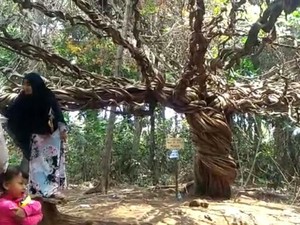 Pohon Harry Potter Ternyata Juga Ada di Lamongan