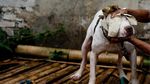 Foto: Tarung Anjing dan Babi Hutan yang Kontroversial