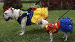 Menggemaskan, Saat Anjing-anjing Berkostum Halloween