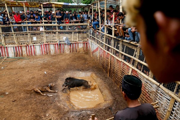 Foto: Tarung Anjing dan Babi Hutan yang Kontroversial - Foto 6