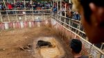 Foto: Tarung Anjing dan Babi Hutan yang Kontroversial