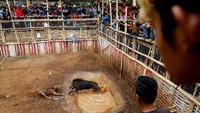 Adu Bagong adalah tarung antara babi hutan dan anjing. Adu bagong sangatlah sederhana, pertarungan berlangsung di arena setinggi 15 x 30 meter dengan dikelilingi pagar bambu untuk melindungi penonton. Pertarungan hanya akan berakhir jika salah satu dari hewan terluka. (Beawiharta/Reuters)