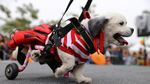 Menggemaskan, Saat Anjing-anjing Berkostum Halloween