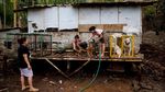 Foto: Tarung Anjing dan Babi Hutan yang Kontroversial