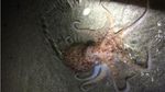 Foto: Penampakan Gurita yang Muncul Misterius di Pesisir Pantai