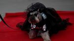 Menggemaskan, Saat Anjing-anjing Berkostum Halloween