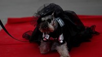 Seekor anjing didandani sebagai Catrina, karakter Meksiko yang juga dikenal sebagai The Elegant Death (Foto: REUTERS/Daniel Becerril)