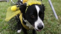 Seperti anjing yang memakai kostum warna kuning ini (Foto: REUTERS/Guadalupe Pardo)