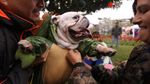 Menggemaskan, Saat Anjing-anjing Berkostum Halloween