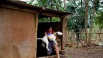 Foto: Tarung Anjing dan Babi Hutan yang Kontroversial