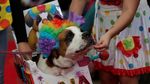 Menggemaskan, Saat Anjing-anjing Berkostum Halloween