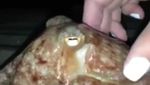 Foto: Penampakan Gurita yang Muncul Misterius di Pesisir Pantai