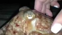 Mungkin mereka kebingungan gara-gara lampu terang di Pelabuhan New Quay dan mungkin mereka sekarat setelah musim panas atau lelah setelah badai, kata seorang warga, Brett Stones.