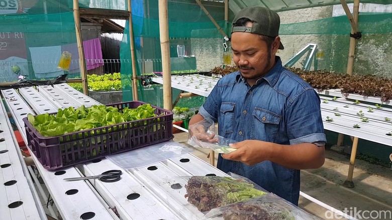 Sukaponik, Sayuran Hidroponik Sukabumi yang Berhasil Masuk Mal Sukaponik, Sayuran Hidroponik Sukabumi yang Berhasil Masuk Mal