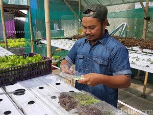 Sukaponik, Sayuran Hidroponik Sukabumi yang Berhasil Masuk Mal